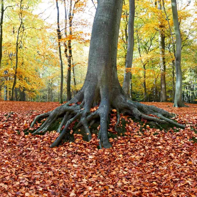 Autumn forest floor in Marlow