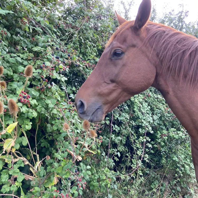 Bobby the former race horse standing in front of a hedge