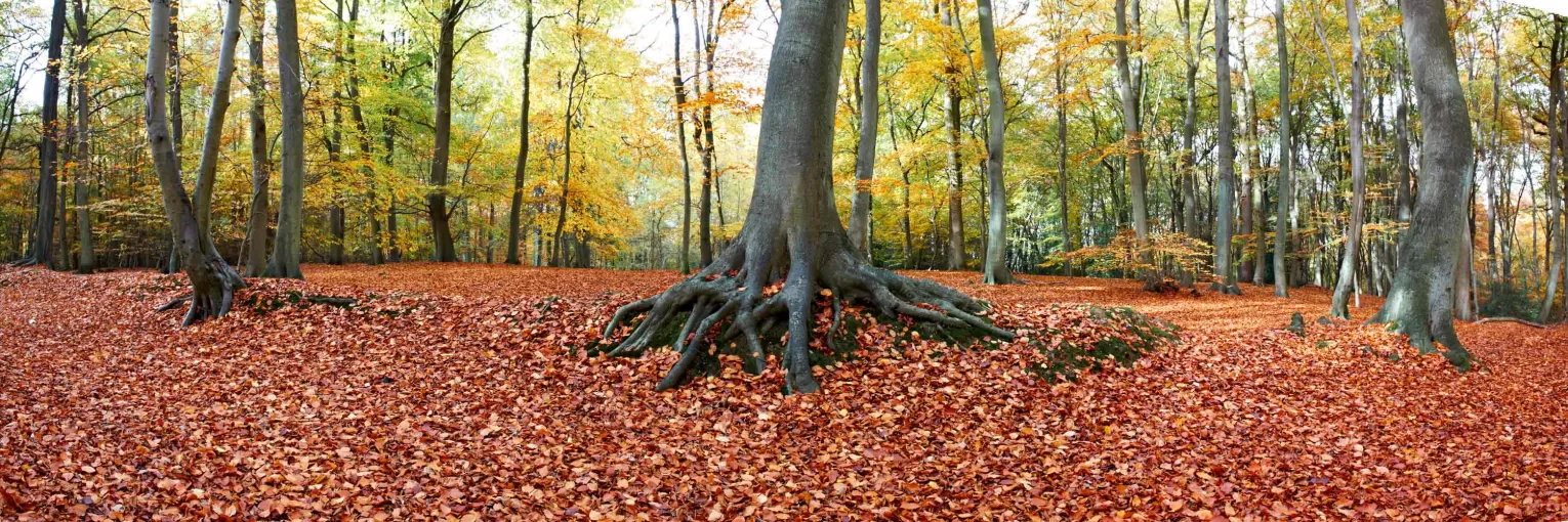 Autumn forest floor in Marlow