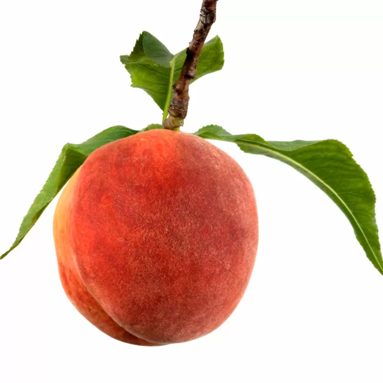 Giant Peach