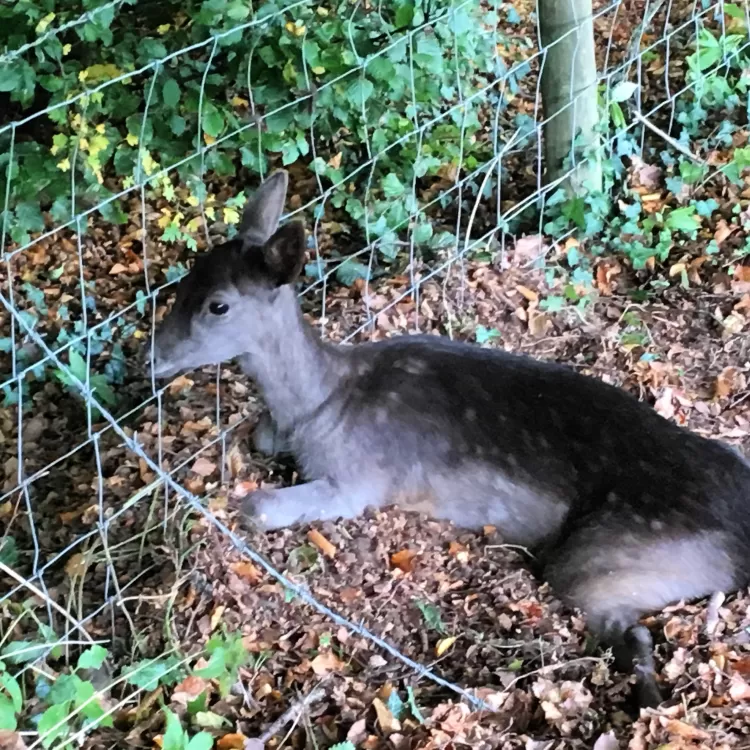 Shillingridge Deer