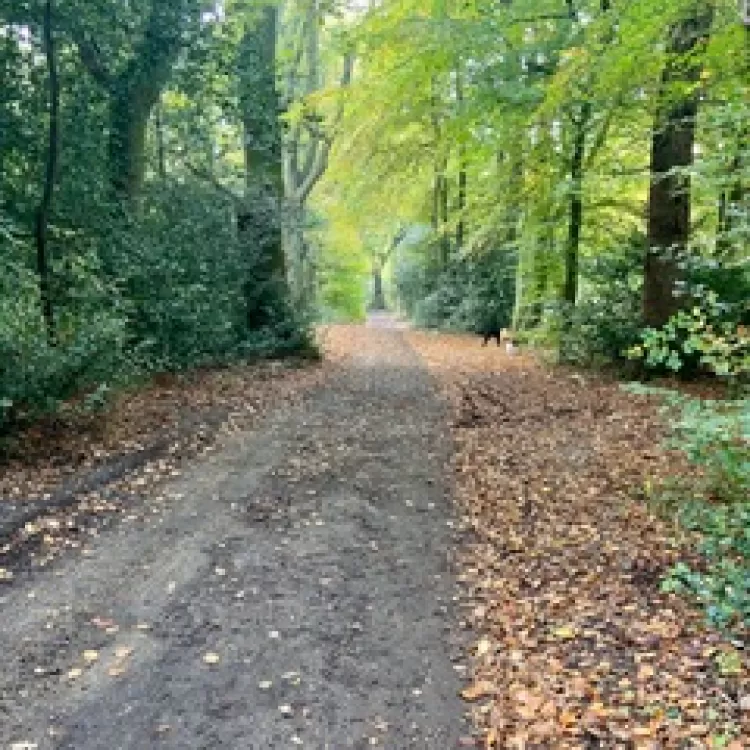 Path through woodland